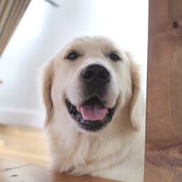 Nessie - Golden Retriever