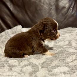 Izzy - Red tri female Miniature Australian Shepherd puppy in Dillwyn, Virginia from Sand Creek Toy and Mini aussies