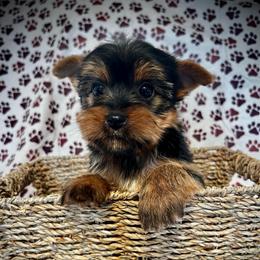 Atticus - Black and tan male Yorkshire Terrier puppy in San Antonio, Texas from CISCOK9