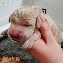 Nordstrom - Cream male Goldendoodle puppy in Everett, Washington from Big Top Doodles