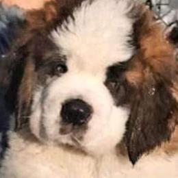 Saint Bernards from Kingdom Saint Bernards