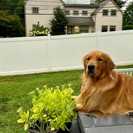 Goldendoodle and Golden Retriever All Grown Up from Golden Haven Doodles