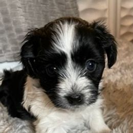 Riley - Black Havanese puppy in Tacoma, Washington from T&T Havanese