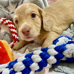Dodger - Dapple male Dachshund puppy in Fontana, California from DOXI.E.