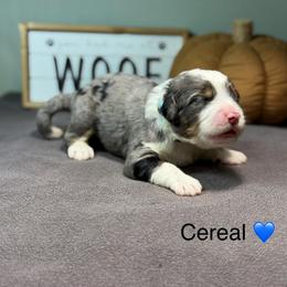 Cereal - Blue merle male Bernedoodle puppy in El Campo, Texas from Little Fur Friends Bernedoodles