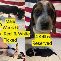 Winchester Yellow Male - Black red and white male Beagle puppy in Bemidji, Minnesota from Nse Farms Beagles