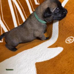 Green collar - Mahogany male xDutch Shepherd puppy in Mc Kinney, Texas from Vom Jazzigen Haus
