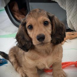 Blue Boy - Cream male Dachshund puppy in Descanso, California from Kendaline Kennels