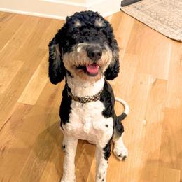 Bernie - Bernedoodle