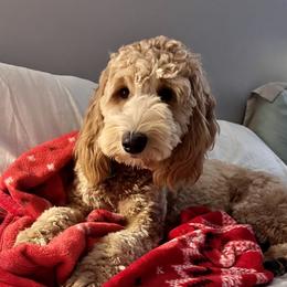 Swayze - Goldendoodle