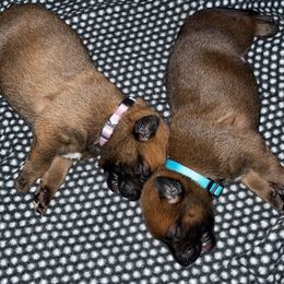 Belgian Malinois Puppies from Pyrex Kennels