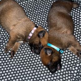 Belgian Malinois Puppies from Pyrex Kennels