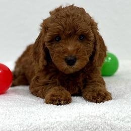 Blue collar - Red  male Goldendoodle puppy in Monrovia, California from Fancy Paws Inc