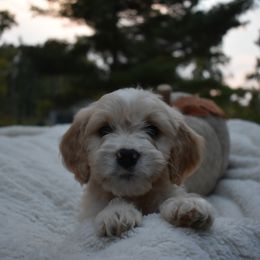 Piggy - Apricot male Goldendoodle puppy in Angola, Indiana from Classic City Doodles