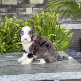 Henry - Merle male Double Doodle puppy in Millersburg, Ohio from T Sanctum