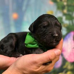 Acorn - Black male Goldendoodle puppy in Springfield, Oregon from Oregon's Oodles of poodles & doodles