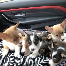 American Corgi and Pembroke Welsh Corgi Puppies from Red White & Bluie Corgi