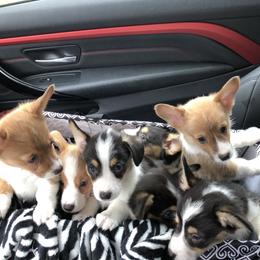 American Corgi and Pembroke Welsh Corgi Puppies from Red White & Bluie Corgi
