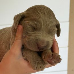 Silver boy 2 - male Long Haired Weimaraner puppy in Lancaster, Kentucky from Heavy Hollow Farm