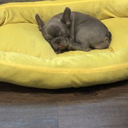 French Bulldog Puppies from Tuscaloosa Frenchies