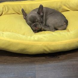 French Bulldog Puppies from Tuscaloosa Frenchies