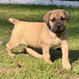 Moss (Emerald Collar) - Reddish brown male Boerboel puppy in Manitowoc, Wisconsin from Mae Boerboel
