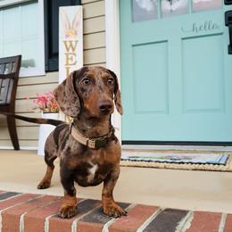 Dallas - Dachshund