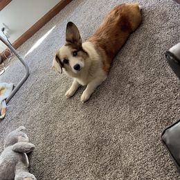 Beebe's Maggie - Sable merle and white female American Corgi puppy in Bloomfield, Iowa from Beebe’s Corgis | Seven B Corgi Co