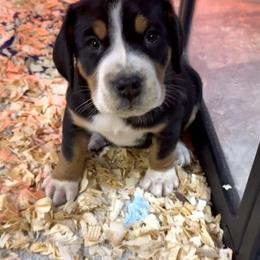 Purple - Charli - Black, white and red female Greater Swiss Mountain Dog puppy in Everett, Pennsylvania from Sweet Stream Swissies