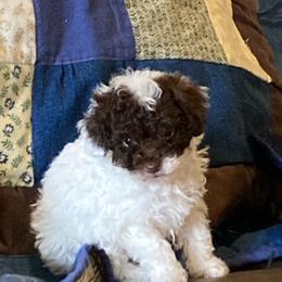 Cowboy - Parti male Poodle puppy in Milton Freewater, Oregon from Doodlesrfun