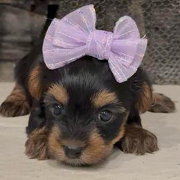 Lizzy - Black and gold female Yorkshire Terrier puppy in Los Angeles, California from 818 Yorkies