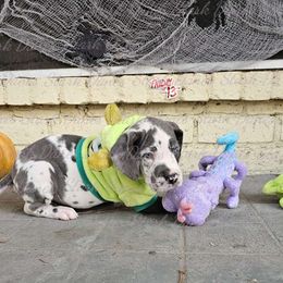 Amanda Young - Great Dane puppy from Stark Danes