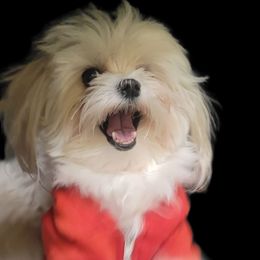 Munchie - Maltese