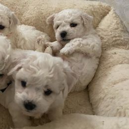 Bichon Frises from Bonnie Maes' Bichon Frise Puppies