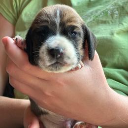 Male 3 - Mahogany and white male Basset Hound puppy in Lindley, New York from Hill Top Basset Hounds & Cane Corso