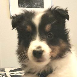 Shetland Sheepdogs from Stafford Shelties