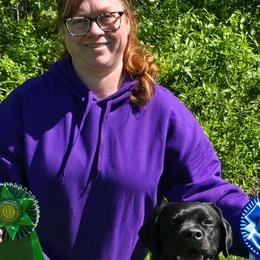 Labrador Retrievers from Alum Creek Labradors