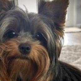 Yorkshire Terriers from Yorkie’s in Jay