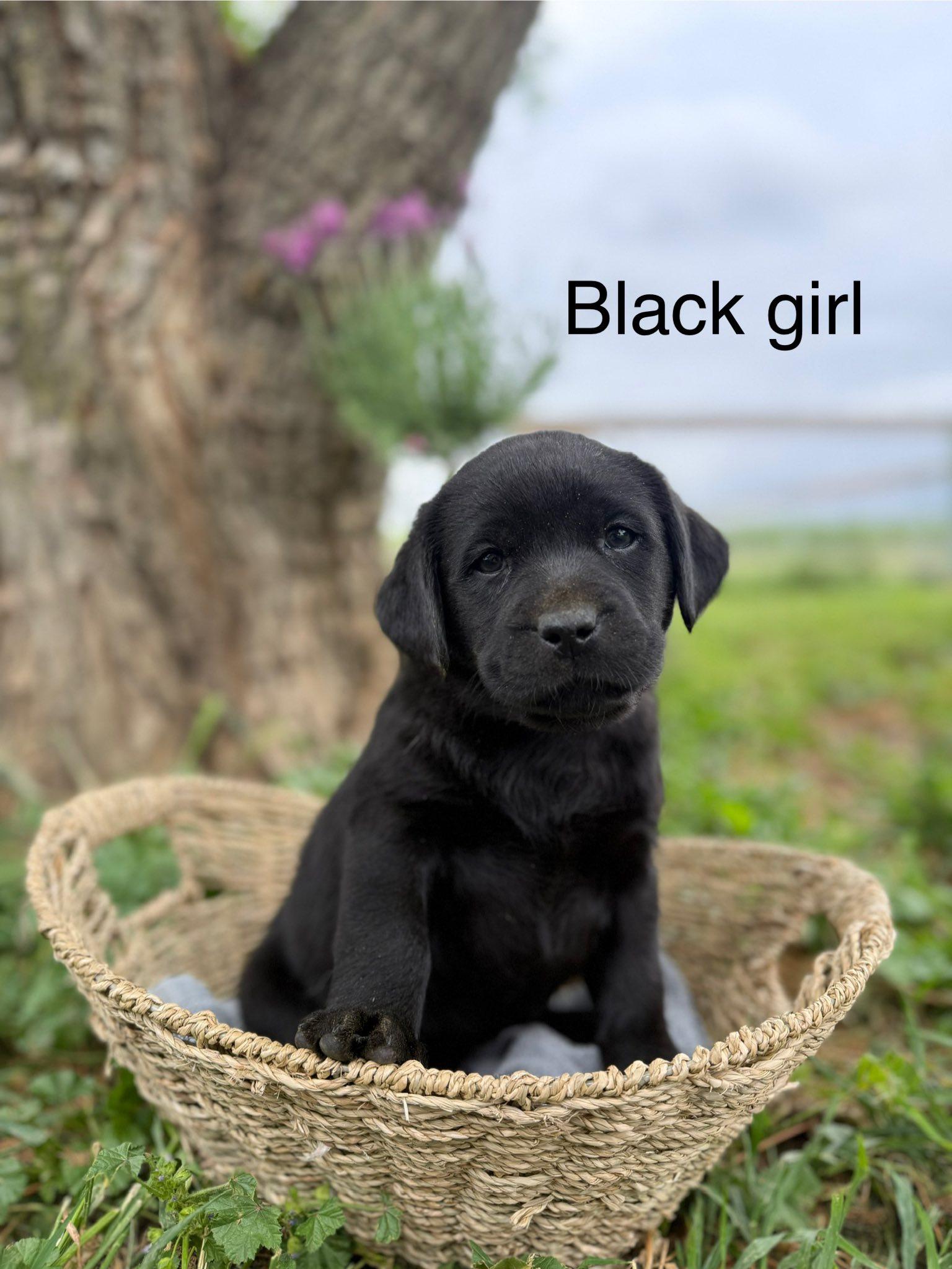 Ravencote Labrador Raven's Labradors in California | Labrador Retriever puppies | Good Dog