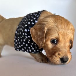 Goldendoodle Puppies from Muddy Acre Pups