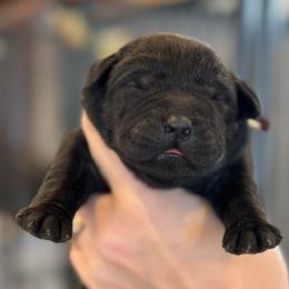 Susan - Black female Labrador Retriever puppy in Owosso, Michigan from Bennington Retrievers
