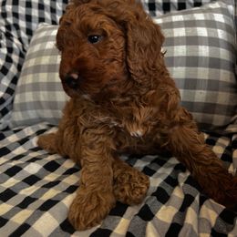 Goldendoodle Puppies from High Desert Doodles - the original