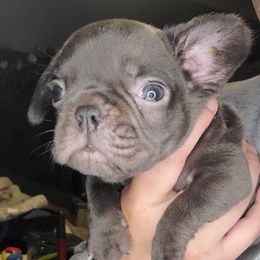French Bulldog Puppies from Culichitown Frenchies