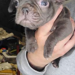 French Bulldog Puppies from Culichitown Frenchies