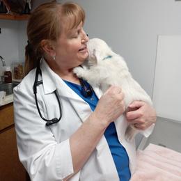 West Highland White Terrier Puppies from Wagglesworth Westies