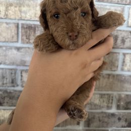 Goldendoodle Puppies from Heather's Goldendoodles