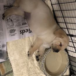 Labrador Retriever Puppies from Hill Side Farms