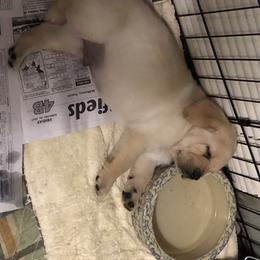 Labrador Retriever Puppies from Hill Side Farms