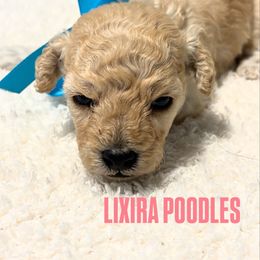 Dubai - Apricot male Poodle puppy in Sumter, South Carolina from Lixira Poodles