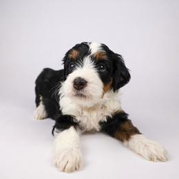 Mira  (navy collar) - Tri-color female Bernedoodle puppy in Lehi, Utah from Heart J Bernedoodles